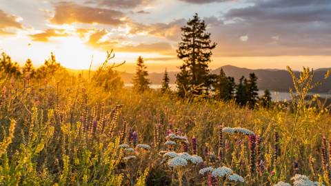 A photo of a bright sunset shining on a field in Big Bear Lake, the field is full of lush green plants and wildflowers.