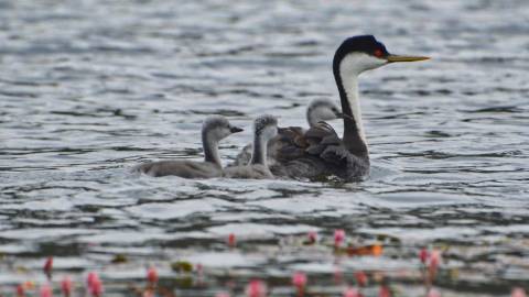 A picture of one of the species of wild birds in Big Bear Lake, there is a mother bird with three little chicks on the water.