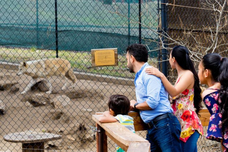 在加利福尼亚州大熊市的大熊高山动物园,一个家庭在围栏内观察一只狼。