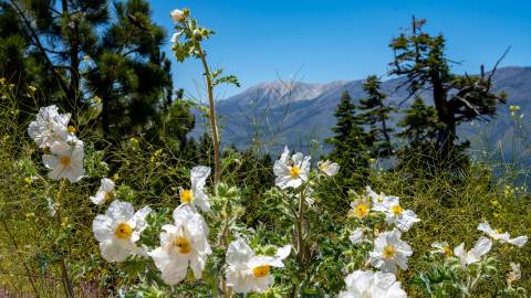 Big Bear Lake beautiful spring flowers with view