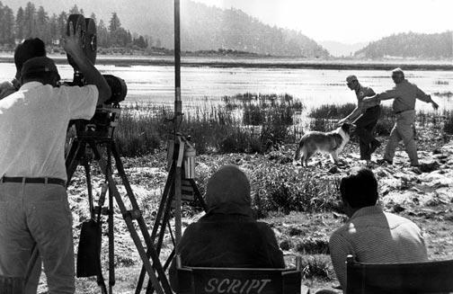 A black and white photo taken during the production of the Lassie movie, the star actor Lassie herself, in the background.
